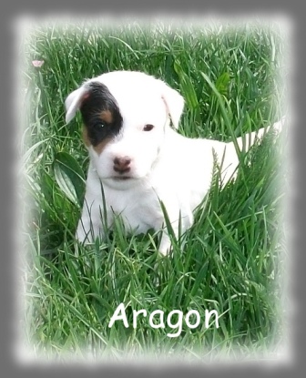 Aragon1