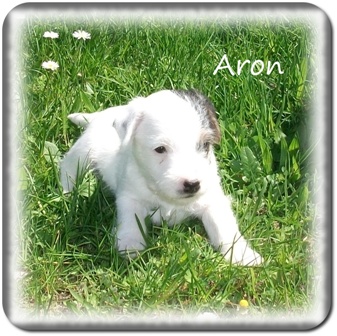 Aron1